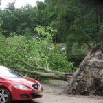 Omgewaaide boom - gepubl. 26-7-15